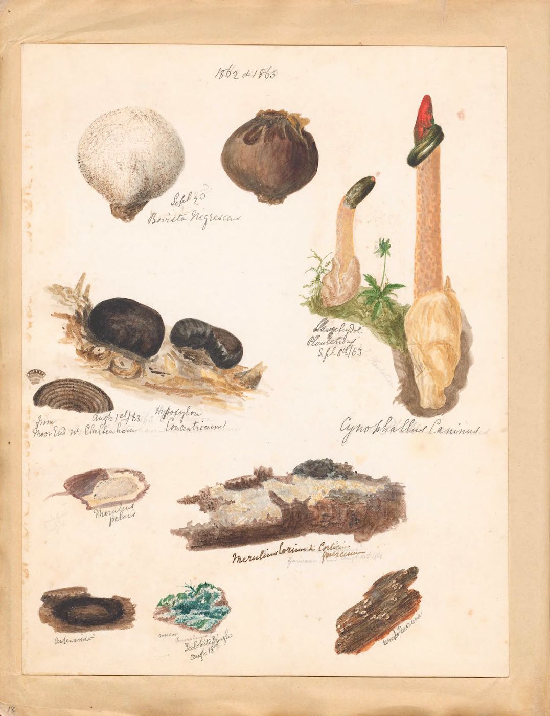 A vintage botanical illustration on a sepia-toned page featuring a collection of various fungi and plants, meticulously rendered in watercolor and ink.
