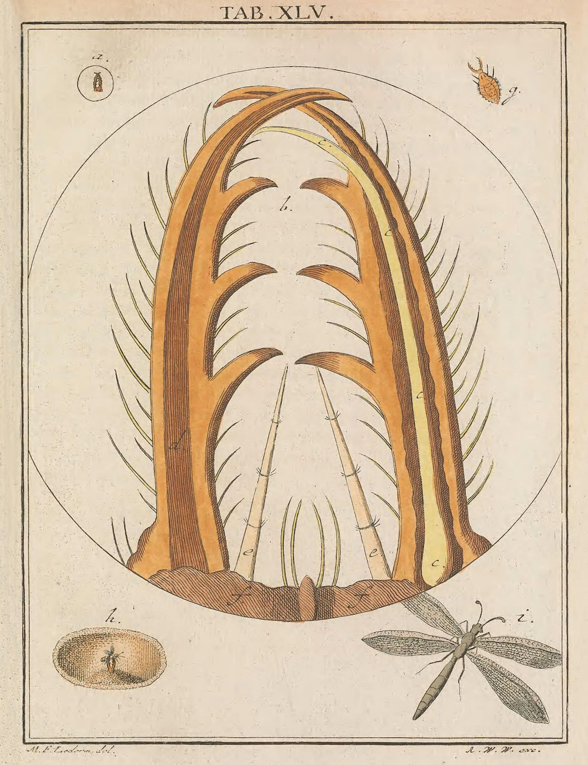 Vintage scientific illustration of an insect larva structure, with detailed diagrams of an egg, larva, nest, and dragonfly.