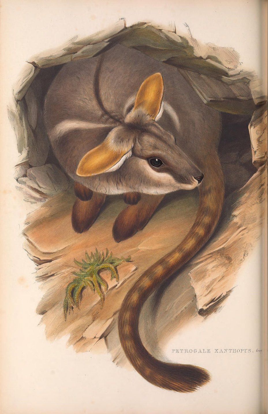Vintage illustration of a yellow-footed rock-wallaby in a cave setting.