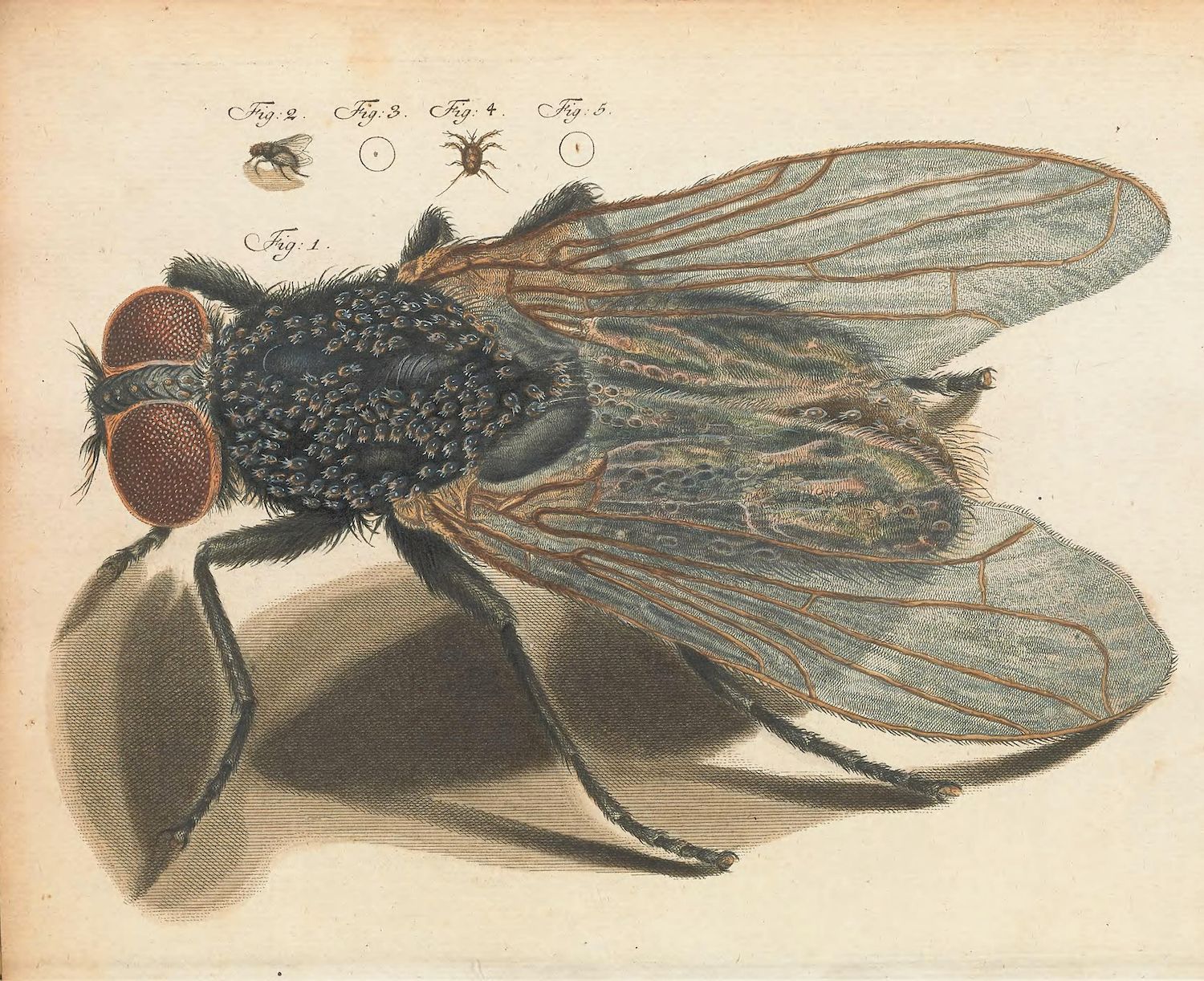A vintage illustration of a fly, showcasing its anatomy with remarkable precision.