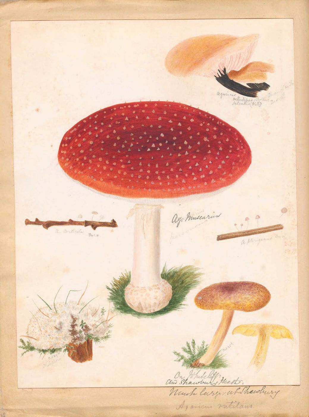 Vintage botanical illustration of mushrooms and plants on aged paper.