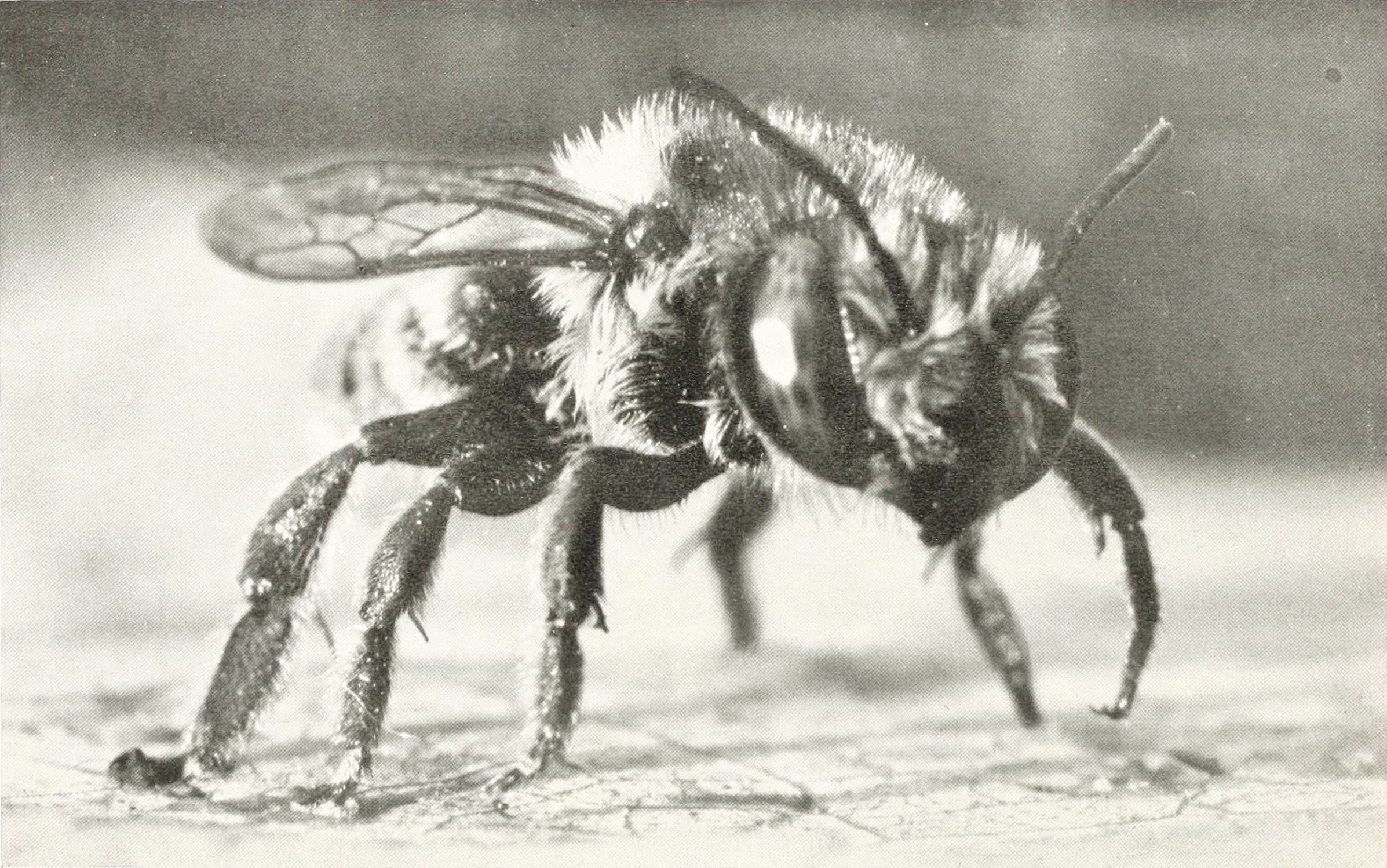 Close-up black and white photograph of a bee with visible wings, legs, and antennae.