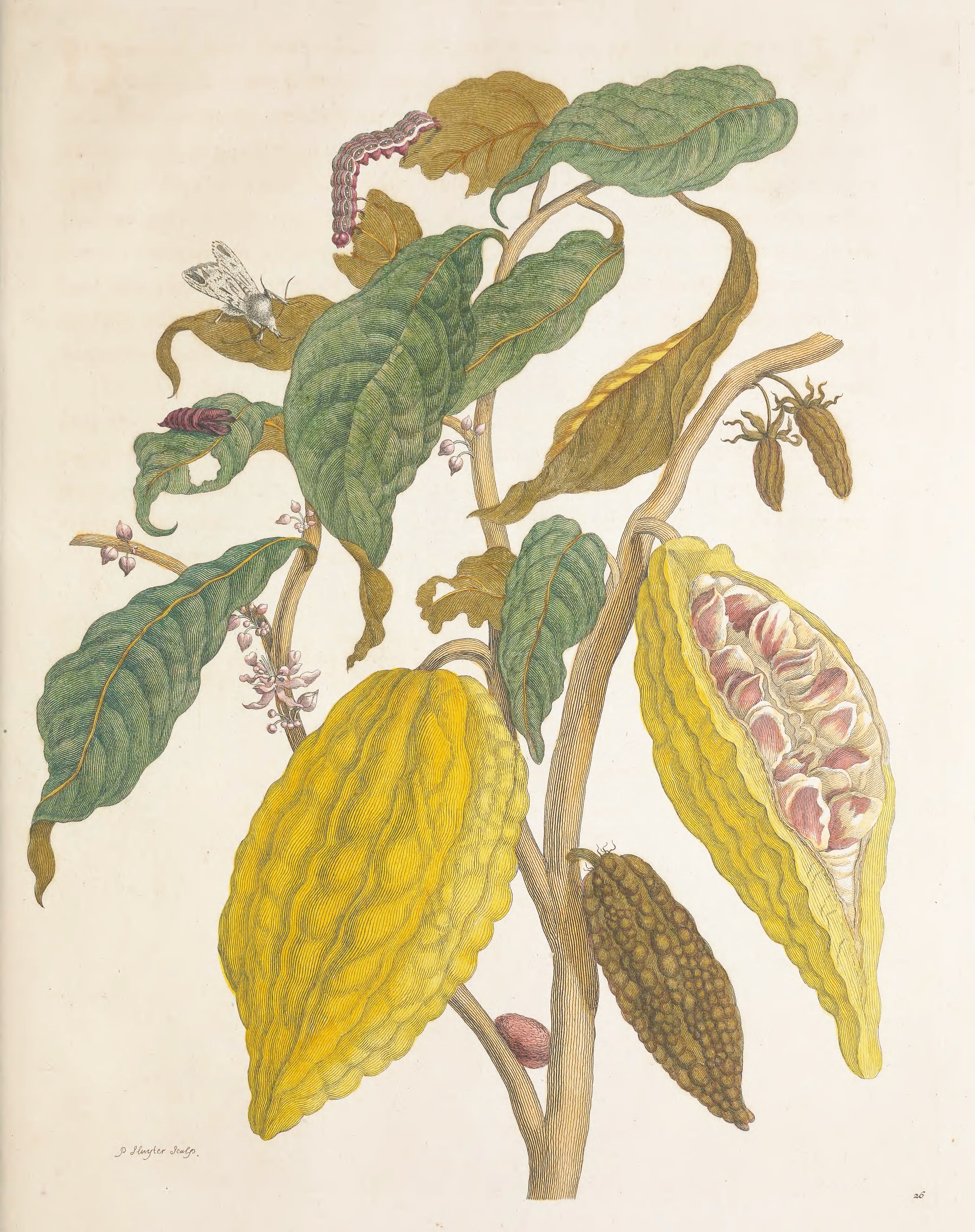 Botanical illustration of a cocoa plant with leaves, flowers, and pods.