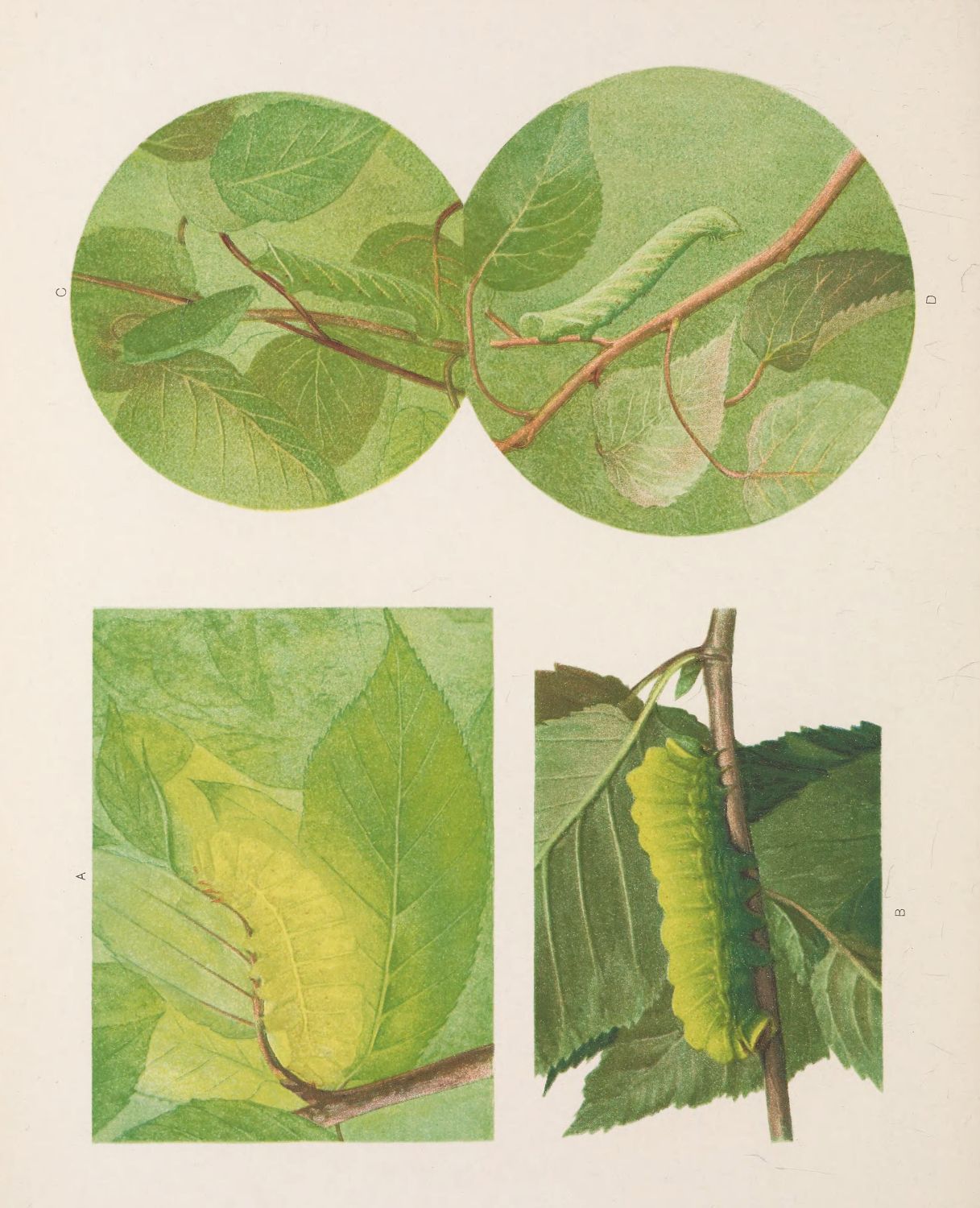 Botanical illustration of leaves and branches