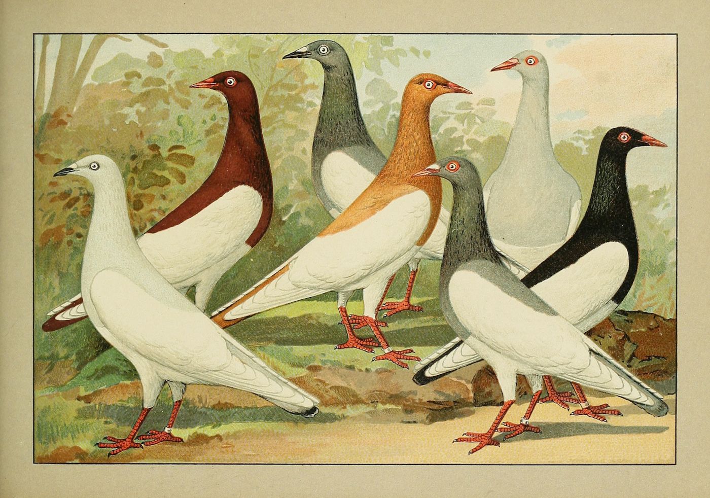 Vintage illustration of five pigeons with unique color patterns, standing on green vegetation.