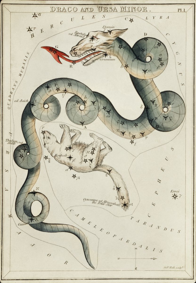 Vintage celestial map of Draco and Ursa Minor, featuring a green dragon coiled around a gray bear, with stars and connecting lines.