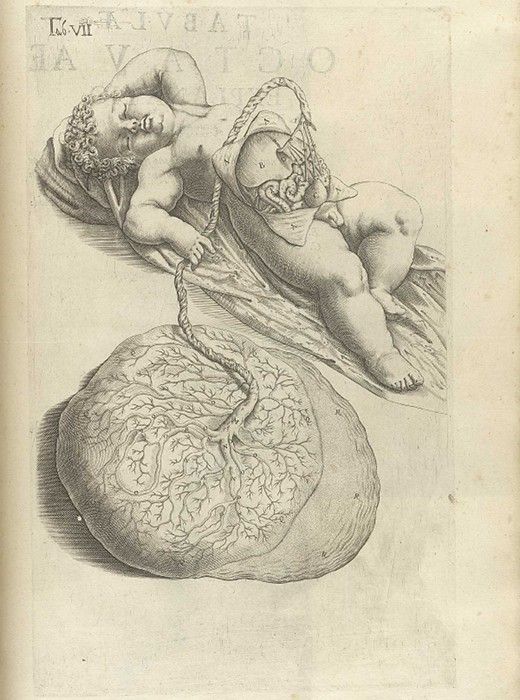Vintage anatomical illustration of a large organ with two child figures.