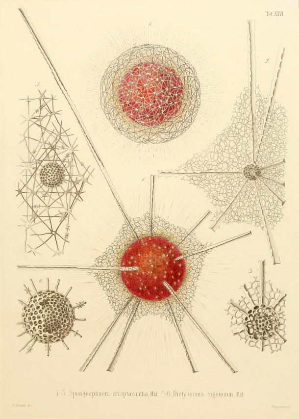 Vintage scientific illustration of microscopic sponges with detailed skeletal structures and spicules.