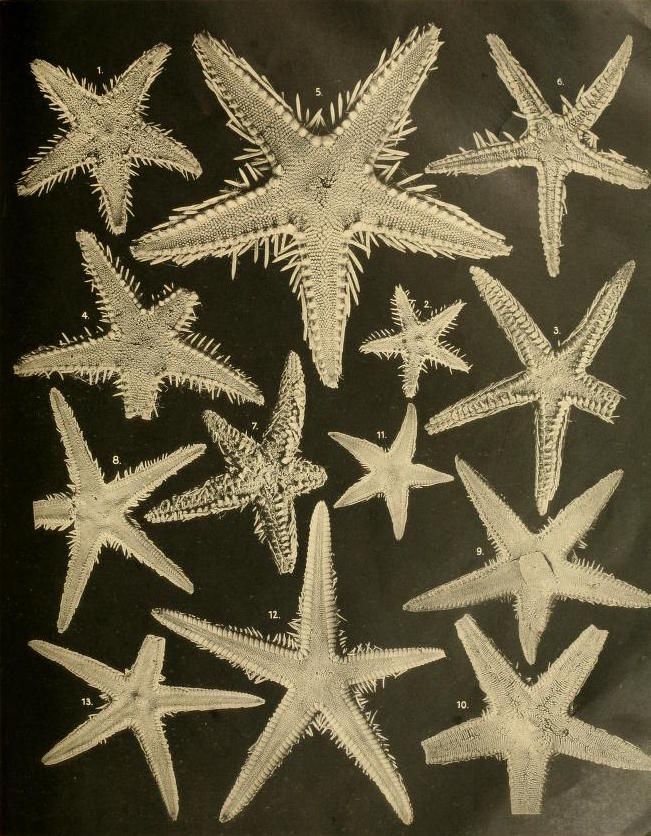 Vintage illustration of thirteen starfish species against a black background, numbered 1-13.