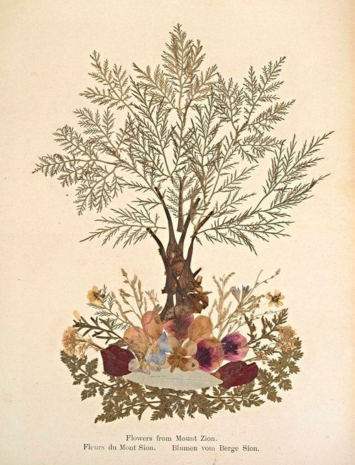 A vintage botanical illustration of a tree with pressed flowers at its base. The tree has a dark brown trunk and delicate, branching stems covered in tiny leaves. At the base of the tree, a colorful arrangement of pressed flowers and foliage is visible. The background is a pale cream color, and there is text in multiple languages at the bottom of the image.