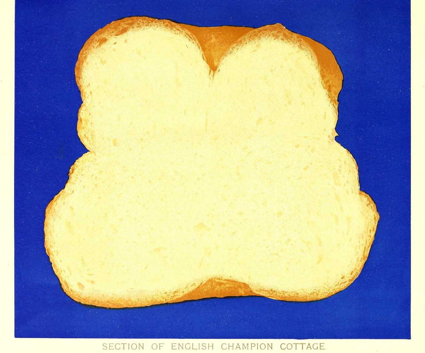 A cross-section of a loaf of bread labeled 'SECTION OF ENGLISH CHAMPION COTTAGE' against a deep blue background.