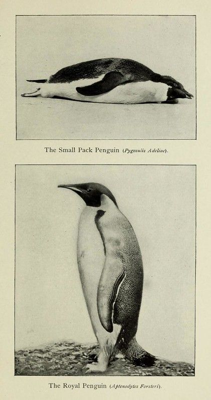 Two vintage illustrations of penguins. The top shows a small pack penguin lying down, and the bottom shows a royal penguin standing upright.