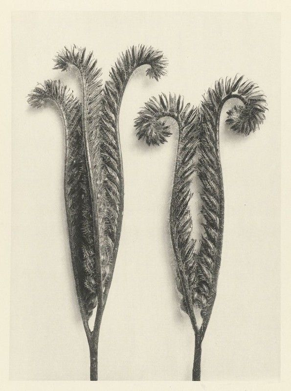 A vintage black and white photograph of two fern fronds against a neutral background.