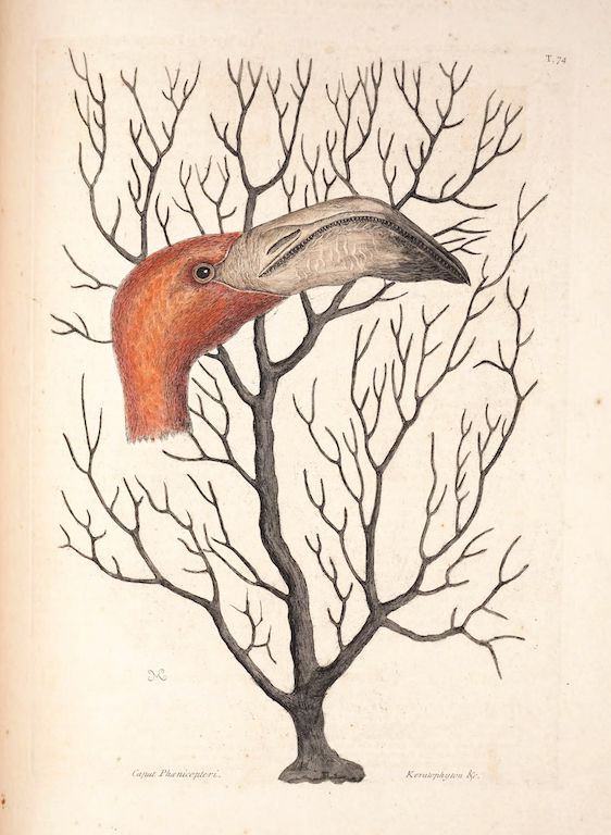 Vintage illustration of a bird with a large beak emerging from a tree with intricate branches.