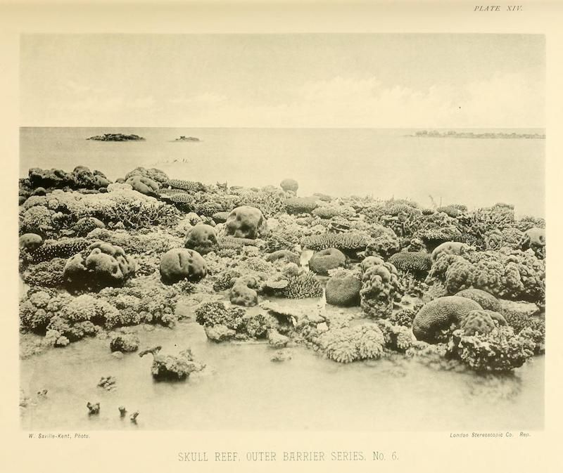 Vintage photograph of a coral reef with dense coral formations in the foreground and a calm sea and distant island in the background.