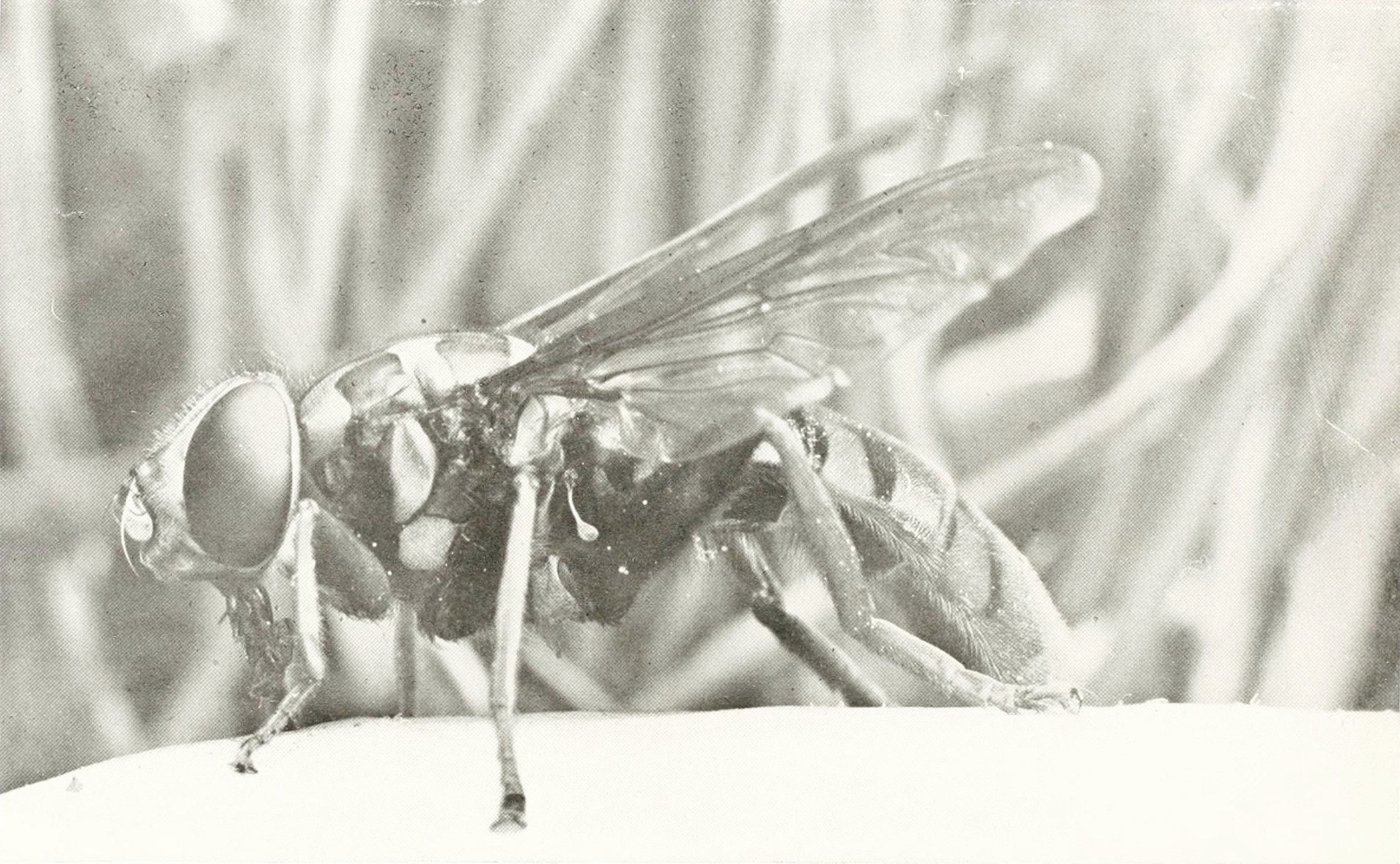 Close-up black and white photograph of a fly with large eyes and spread wings.