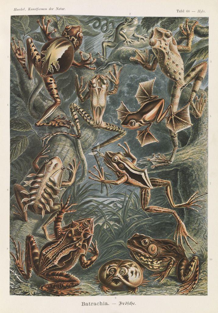 Vintage scientific illustration of various frogs on a green background, numbered and labeled in German.