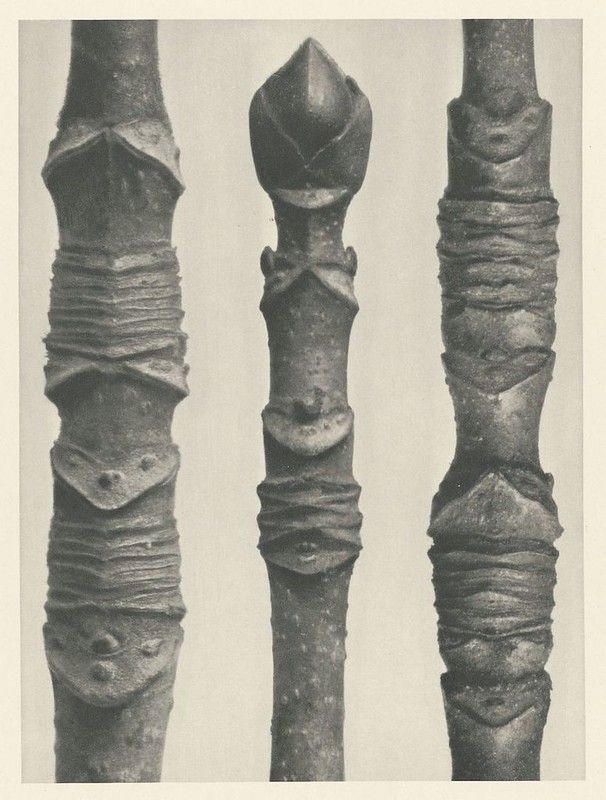 Close-up black and white photograph of three tree branches with varying buds.