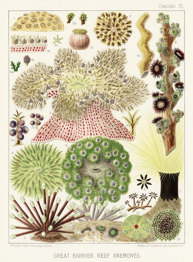 Vintage chromolithograph illustration of Great Barrier Reef Anemones, featuring a variety of sea anemones in a detailed, scientific style.