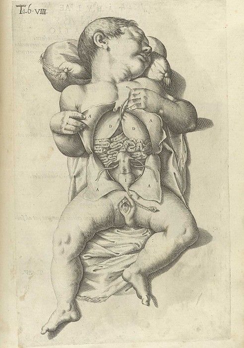 Detailed anatomical illustration of a fetus with its abdominal cavity partially opened, revealing the internal organs.