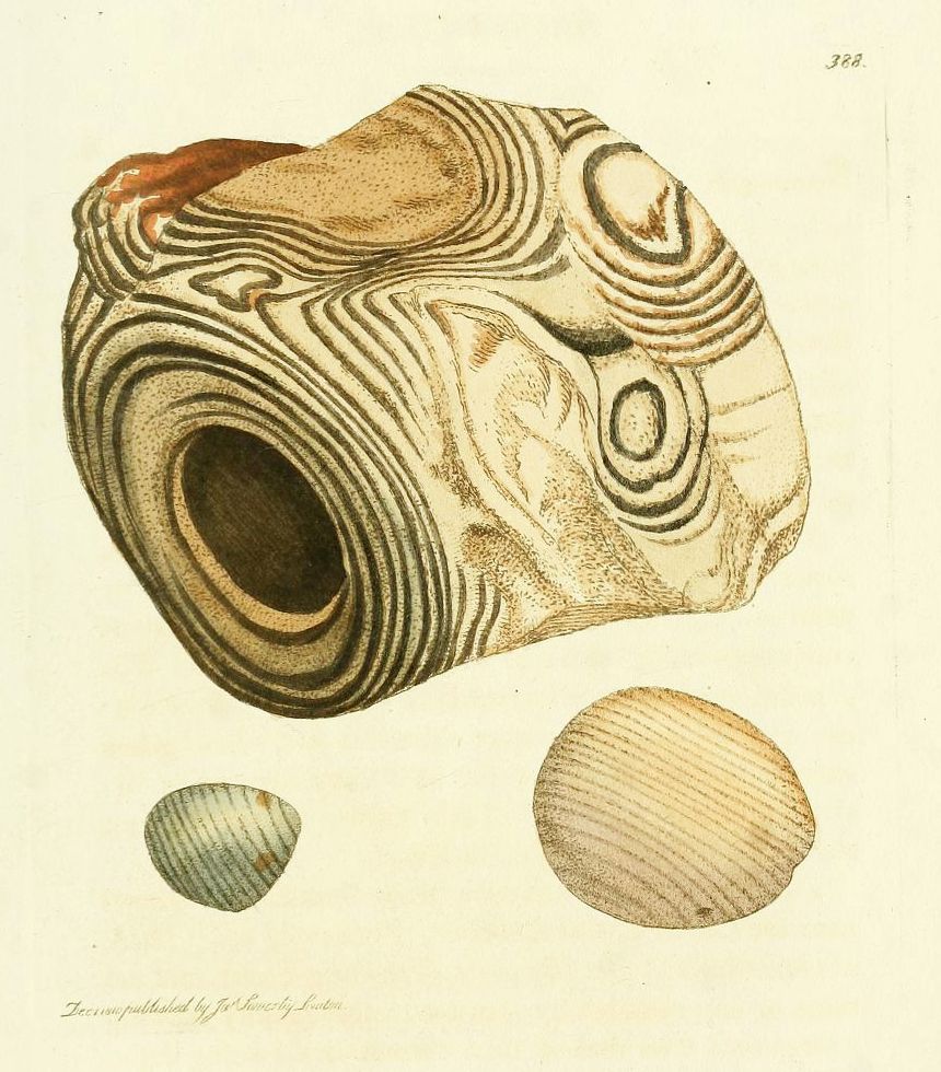 Vintage scientific illustration of a banded stone with two smaller specimens.