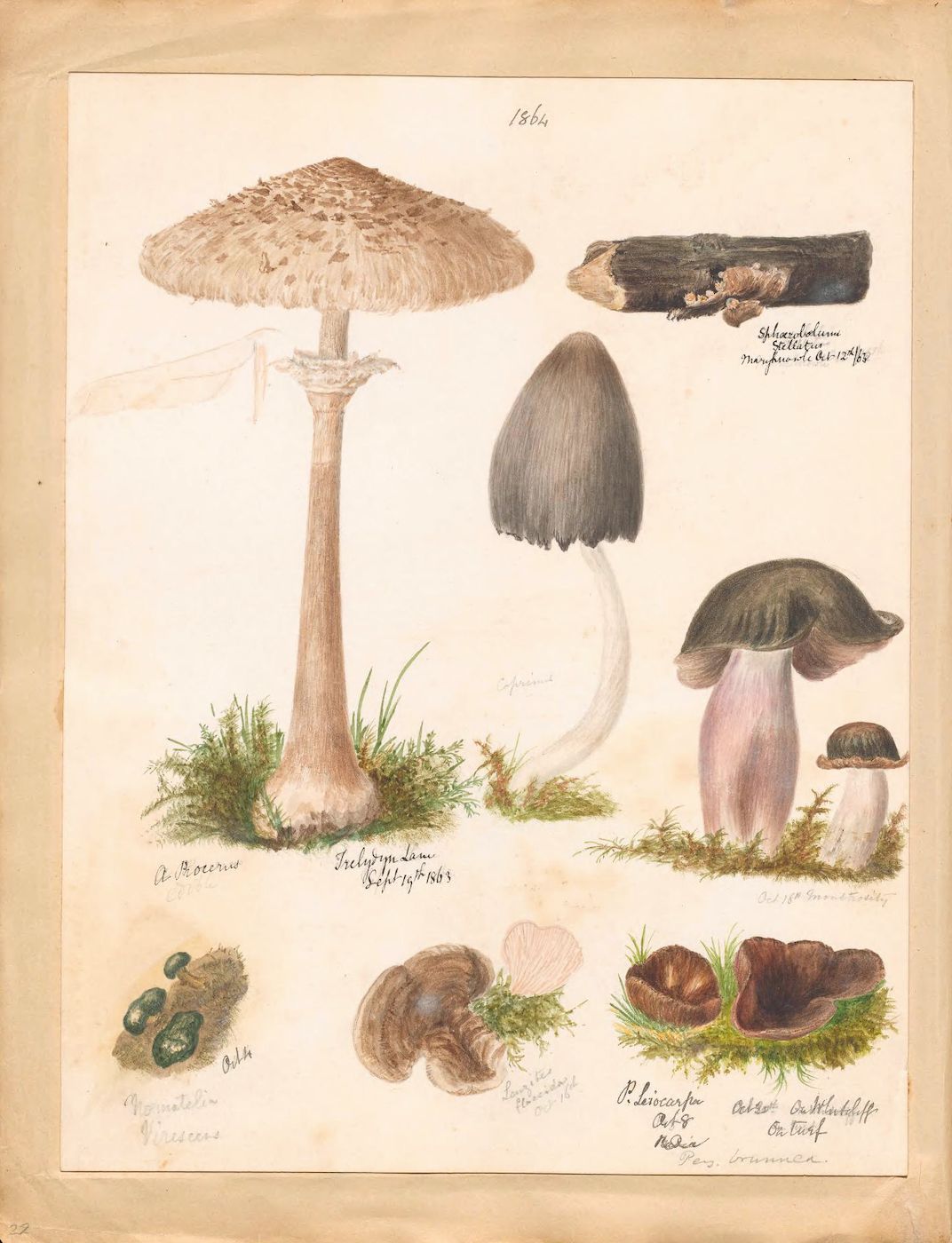 Vintage botanical illustration of various mushrooms and plants with handwritten German labels.