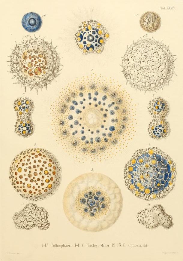 Vintage scientific illustration of spherical organisms with intricate patterns and muted colors.