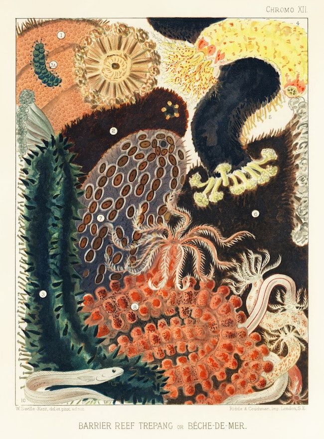 Vintage chromolithograph of a barrier reef trepang or beche-de-mer, featuring a sea cucumber surrounded by coral, fish, sea anemones, starfish, and sea urchins.