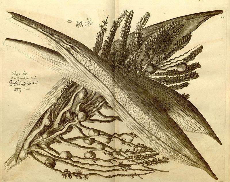 A detailed botanical illustration of a plant with long, tapering leaves and clusters of seed-like grains, drawn in pen and ink on aged paper.