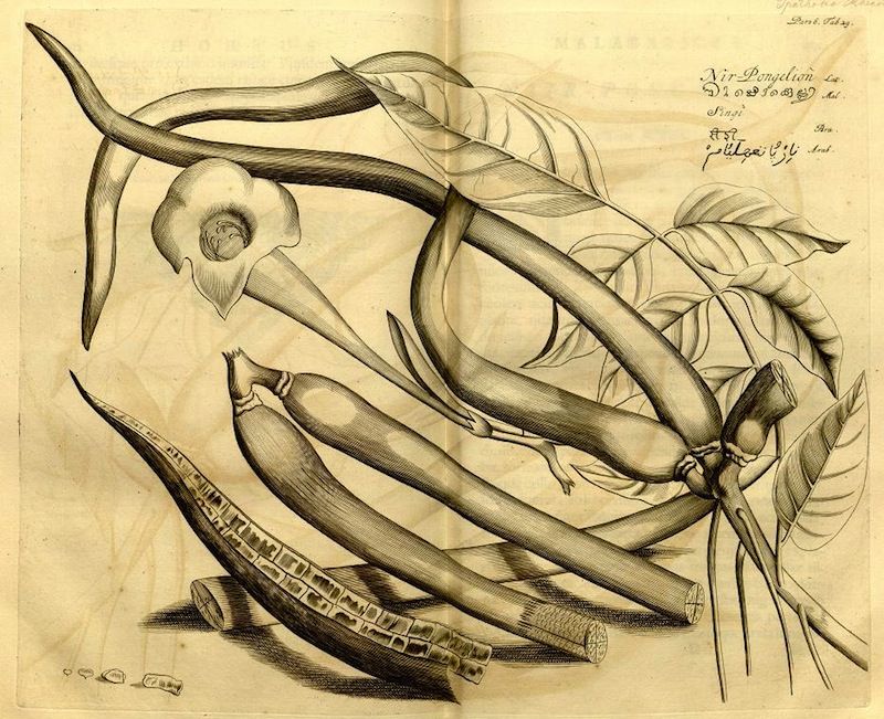 A detailed botanical illustration of a plant with a large bulbous base, stems, leaves, and a unique flower structure, rendered in black ink on aged paper.