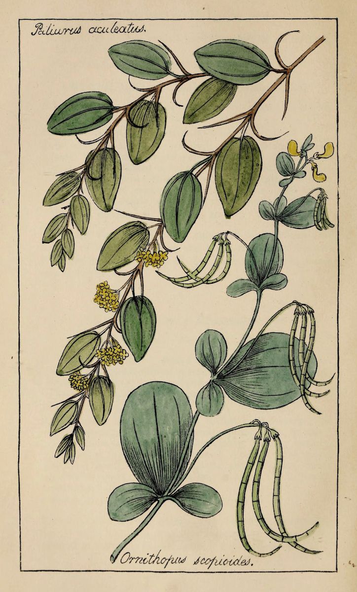 Vintage botanical illustration of two plant species, Pilunius oculatus and Ornithopus scorpioides, with detailed leaves, flowers, and pods.