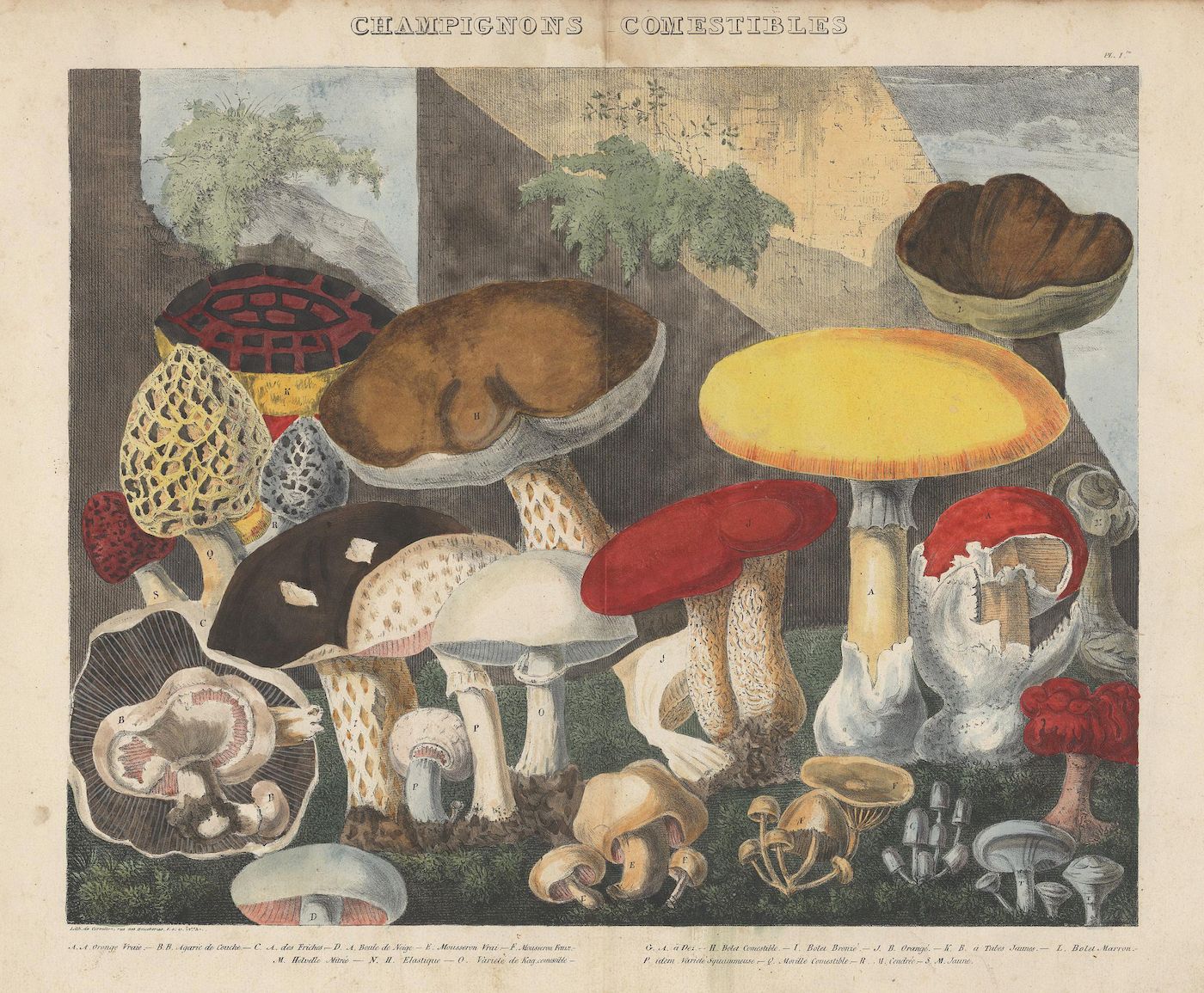 Vintage botanical illustration of edible mushrooms on a forest floor, with detailed depictions of various species and French labels.
