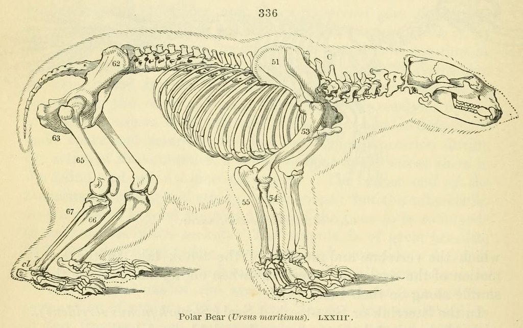 Vintage scientific illustration of a polar bear skeleton with numbered labels.