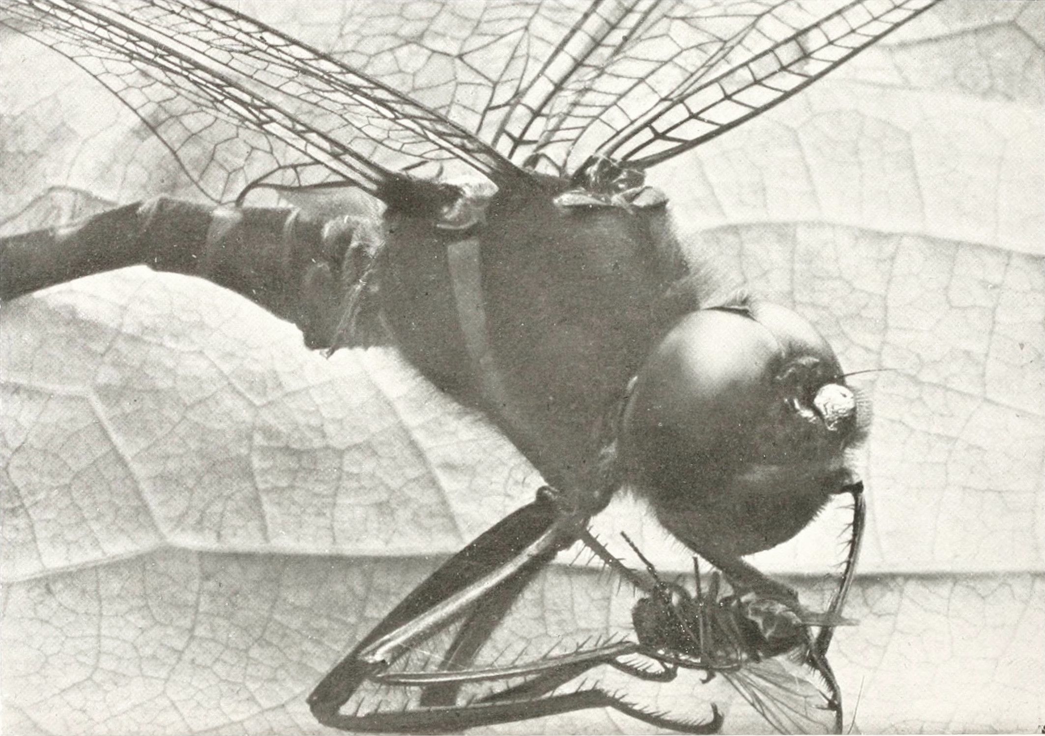 Close-up black and white photograph of a dragonfly with large eyes and intricate wings.