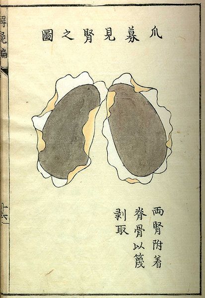 A vintage anatomical illustration of two lungs on a page from an old book, with East Asian text above and below the image.