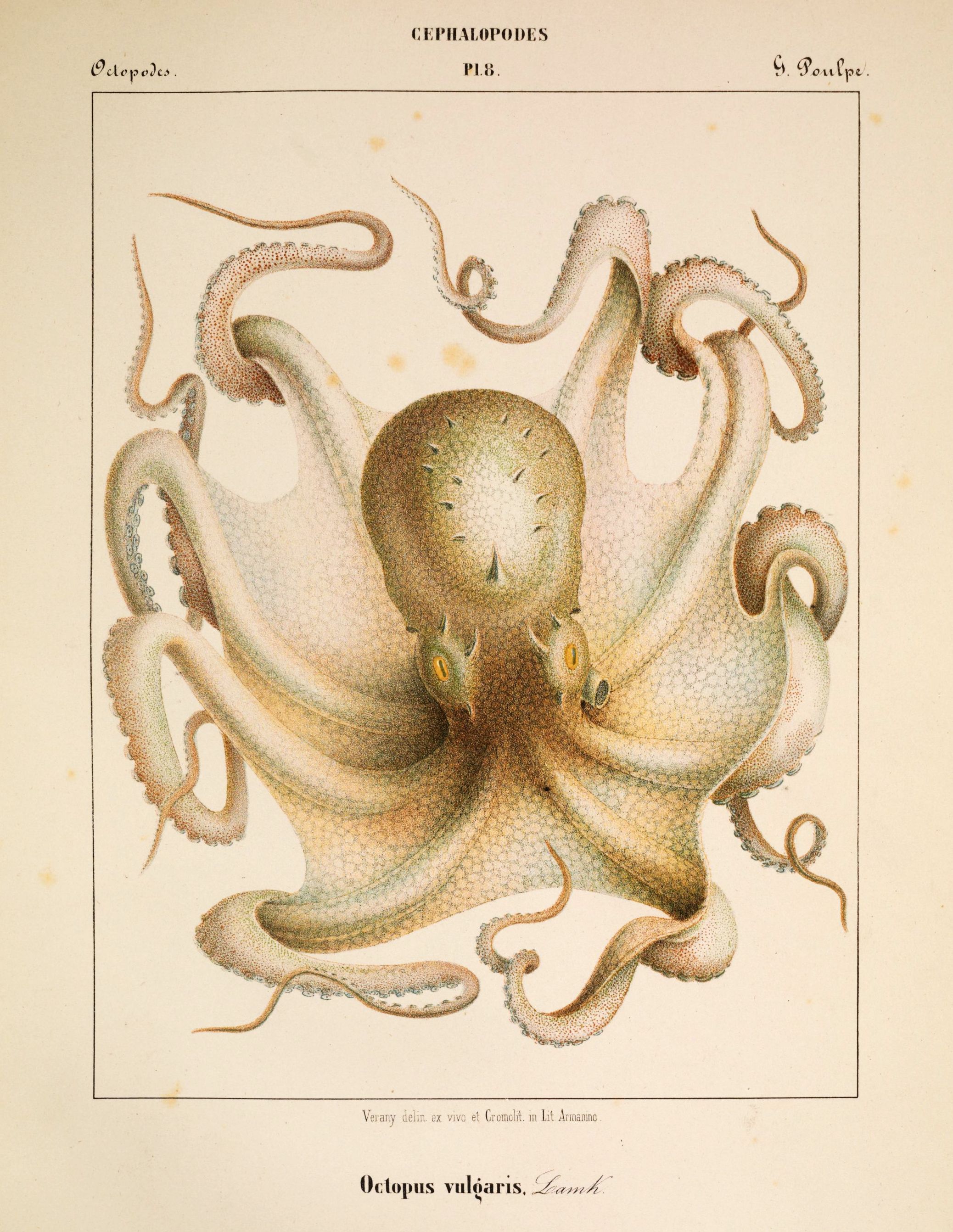 Vintage scientific illustration of an octopus with eight arms extended, labeled 'Octopus vulgaris. Lamk.'