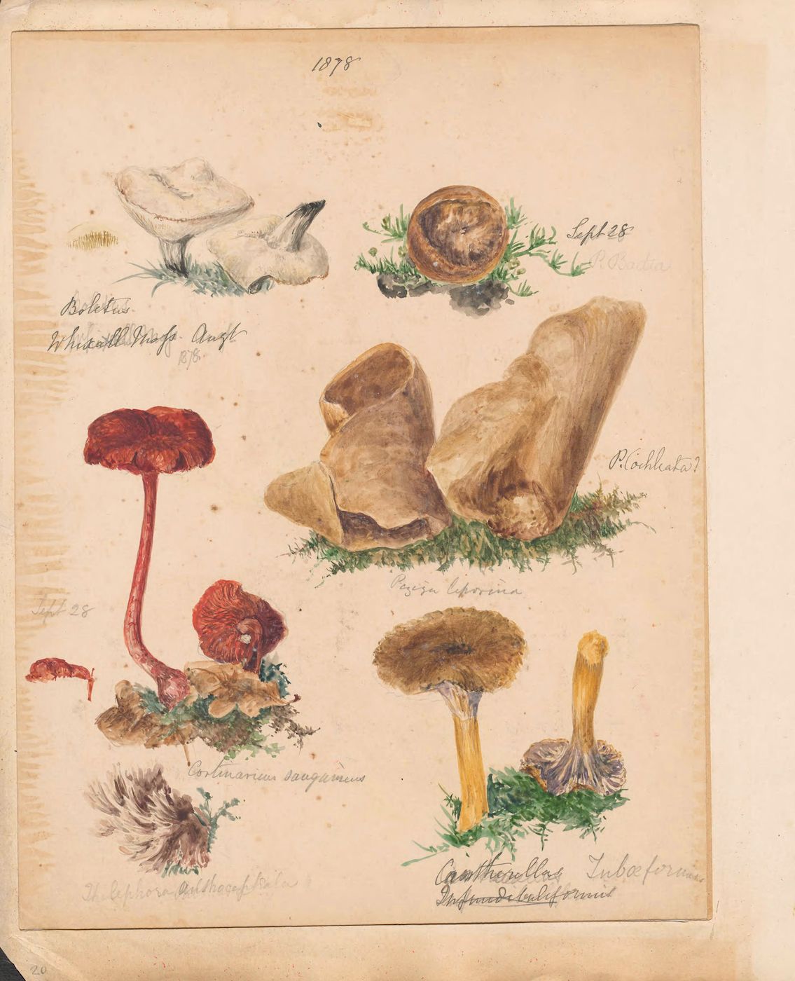A vintage botanical illustration on a cream-colored page featuring detailed watercolor paintings of various mushrooms and plants.