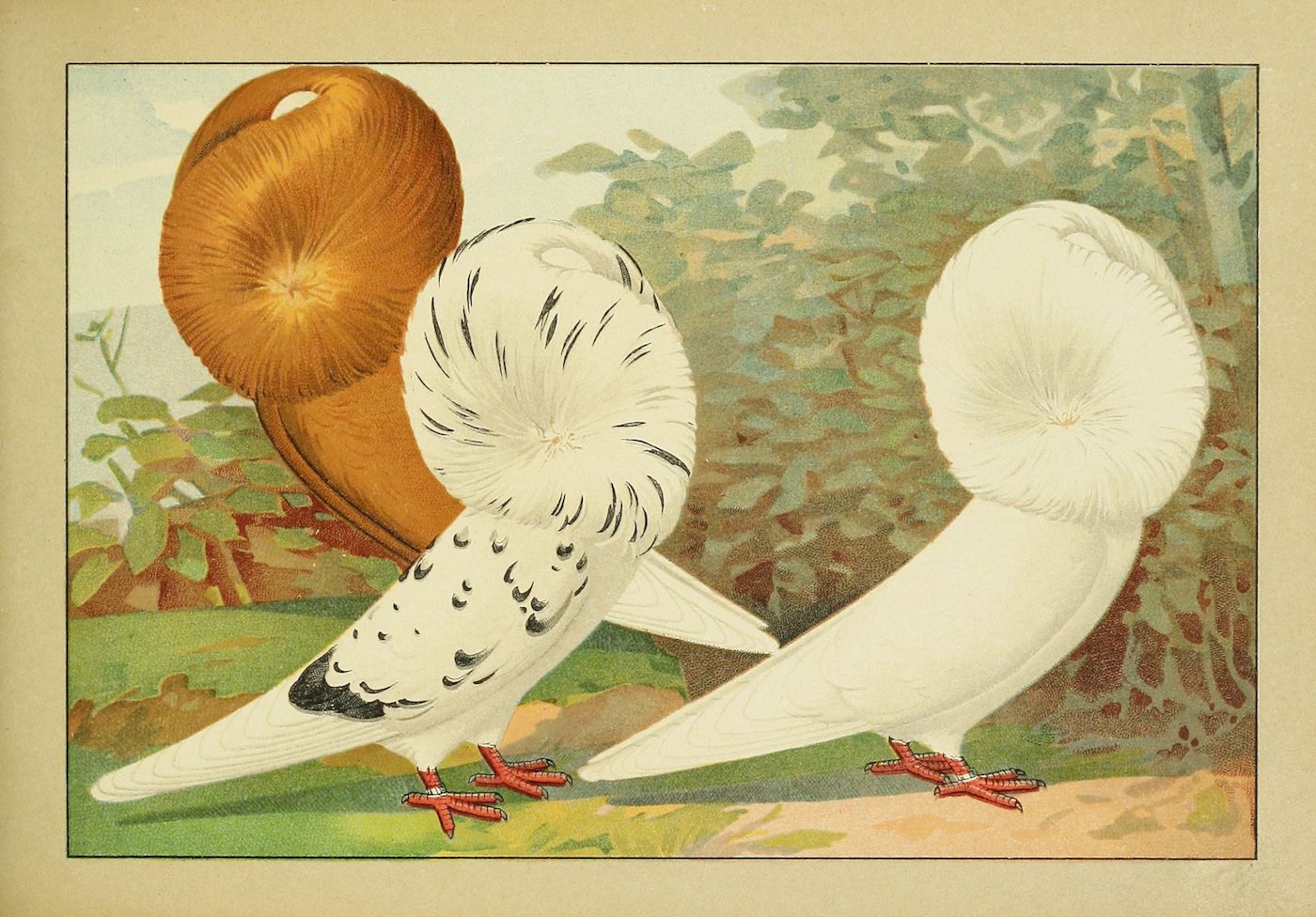 Vintage illustration of two white pigeons with curled necks and red feet standing in a green foliage.
