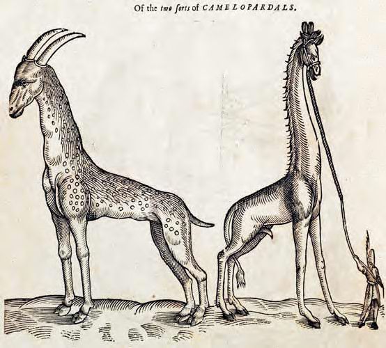 Vintage illustration of two giraffes and a person.