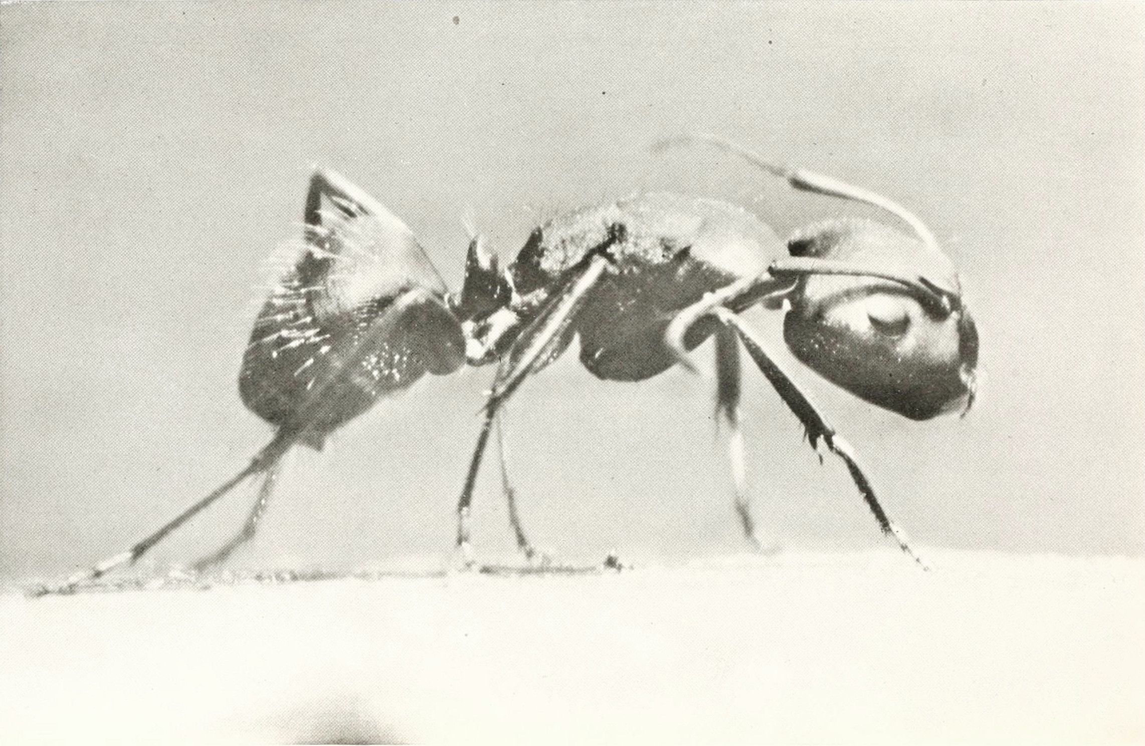 Close-up black and white photograph of an ant.