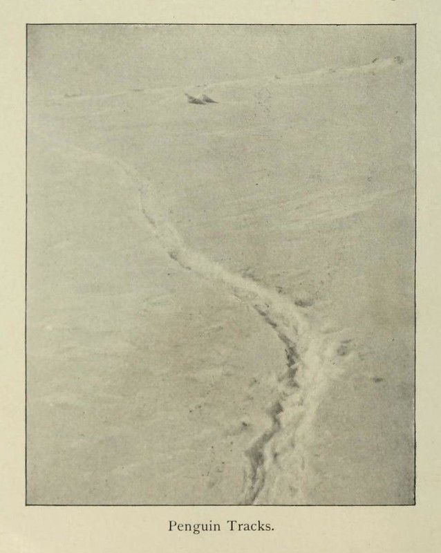 Vintage photograph of penguin tracks in snow or ice.