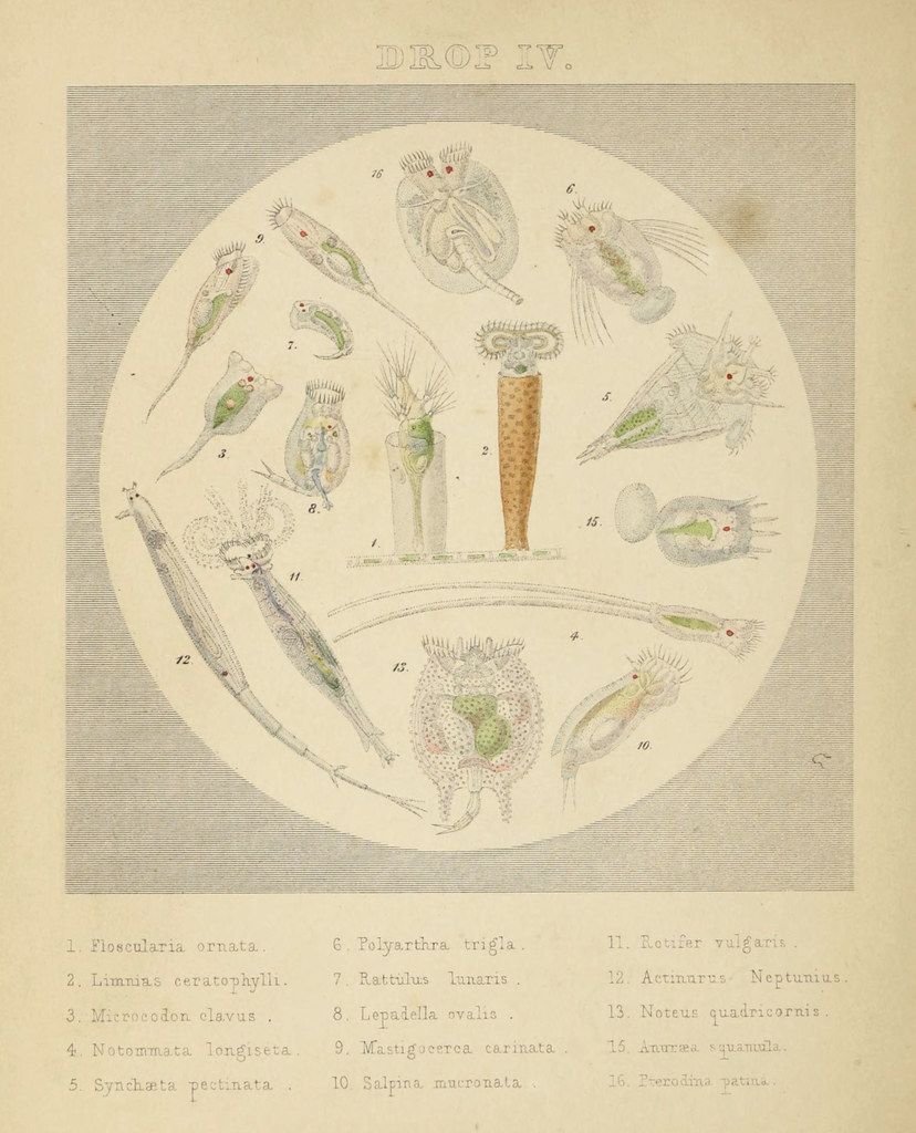 Vintage scientific illustration of microscopic marine organisms labeled 1-16 in a circular diagram.