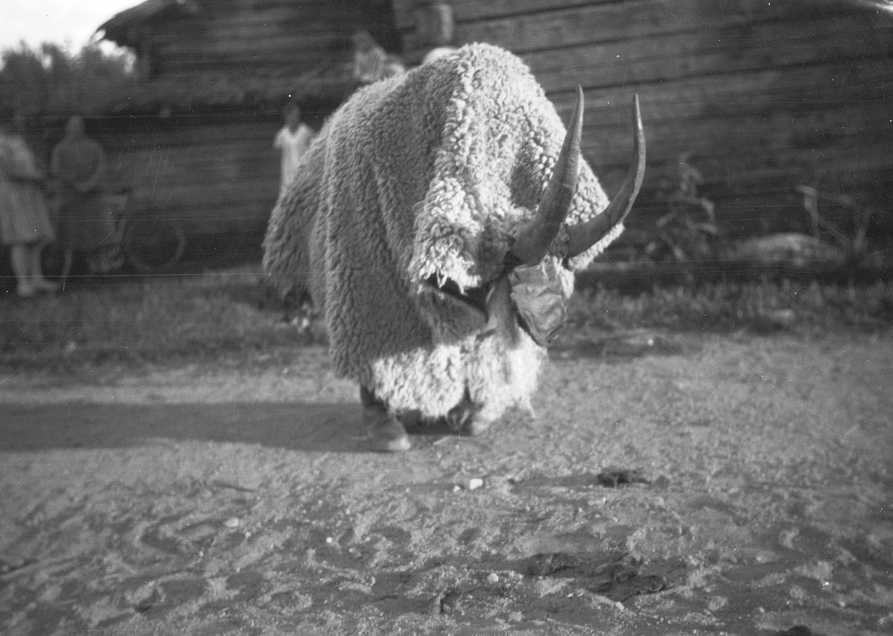 A black and white photograph of a yak charging towards the viewer, with people and a building in the background.