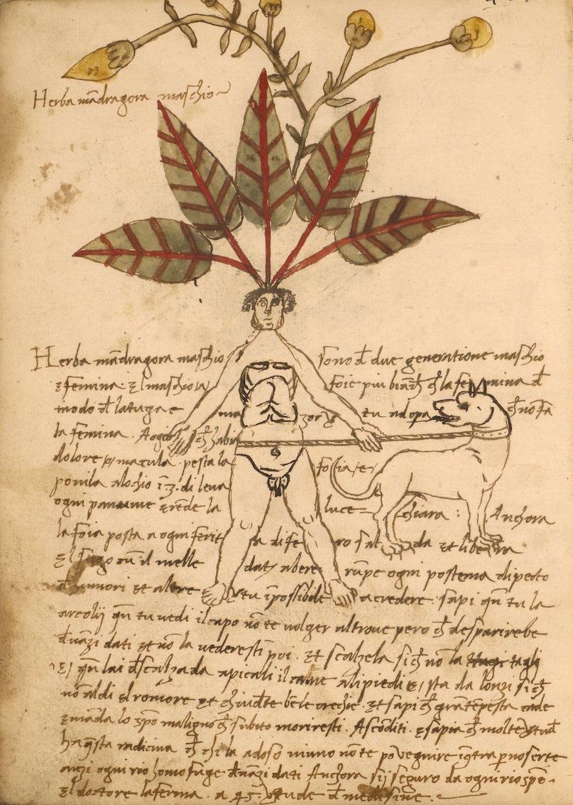 A vintage illustration from a medieval or Renaissance herbal, featuring a detailed botanical illustration of a plant and a miniature depiction of a man lying down.