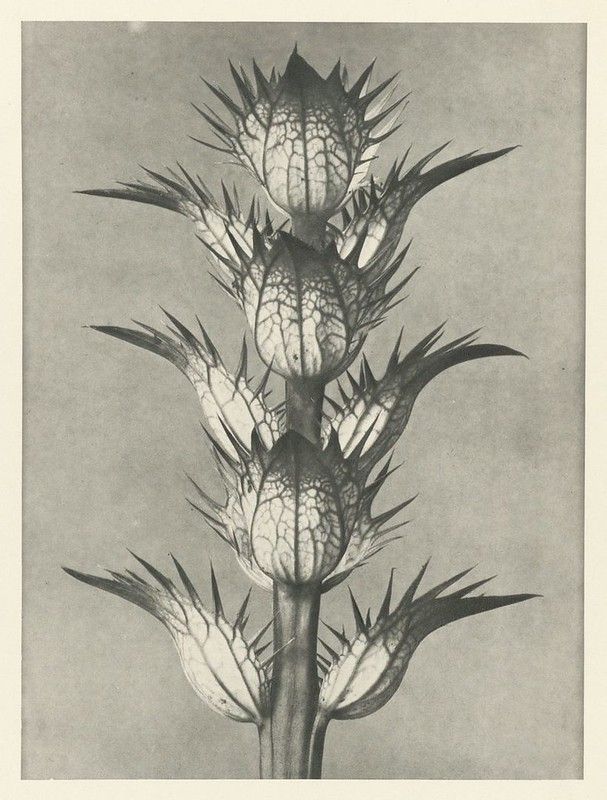 A vintage-style black and white photograph of a thistle plant with stacked flower heads covered in intricate patterns and surrounded by sharp thorns.