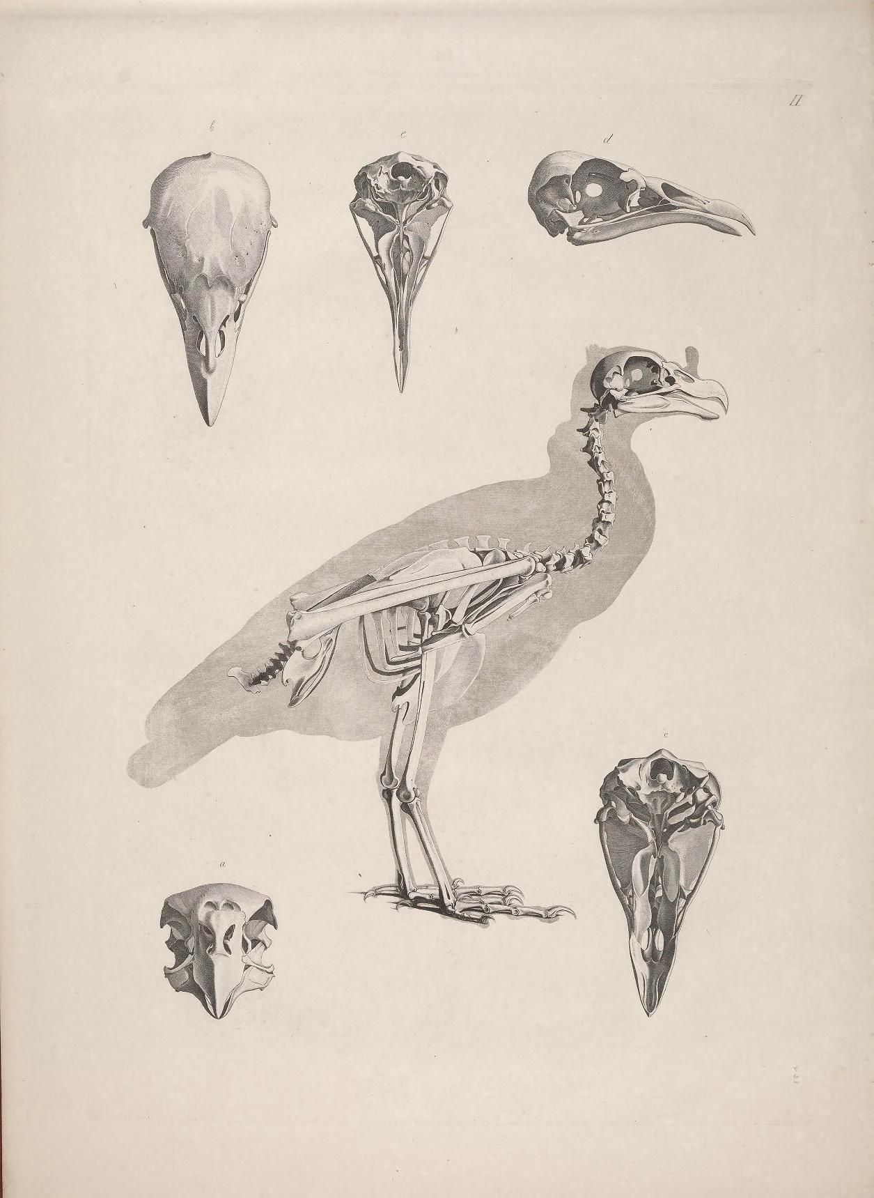 Vintage illustration of a bird skeleton and bird skulls.