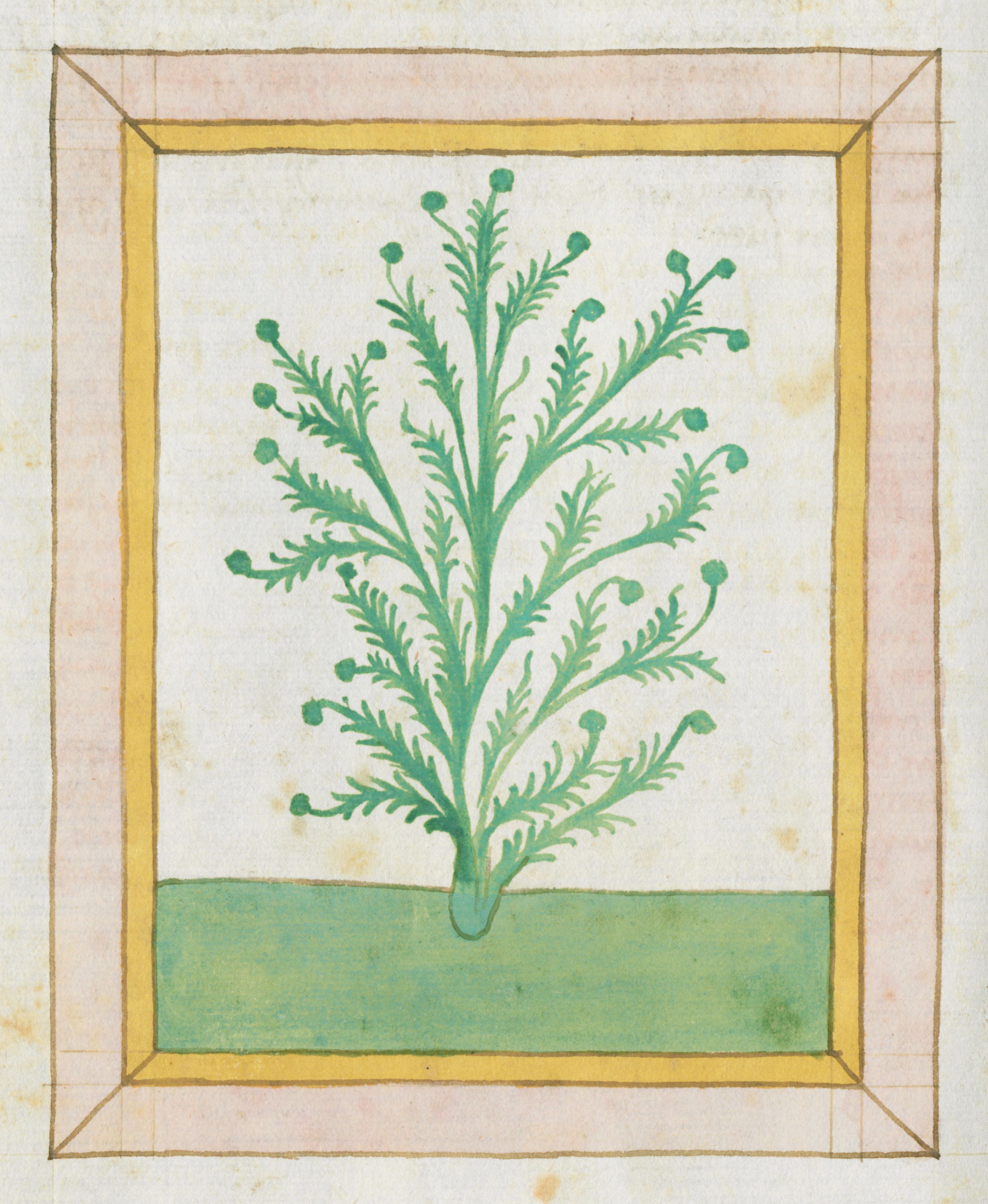 A botanical illustration of a plant with feathery green leaves and small buds, framed by a pink and gold border on a cream-colored background.