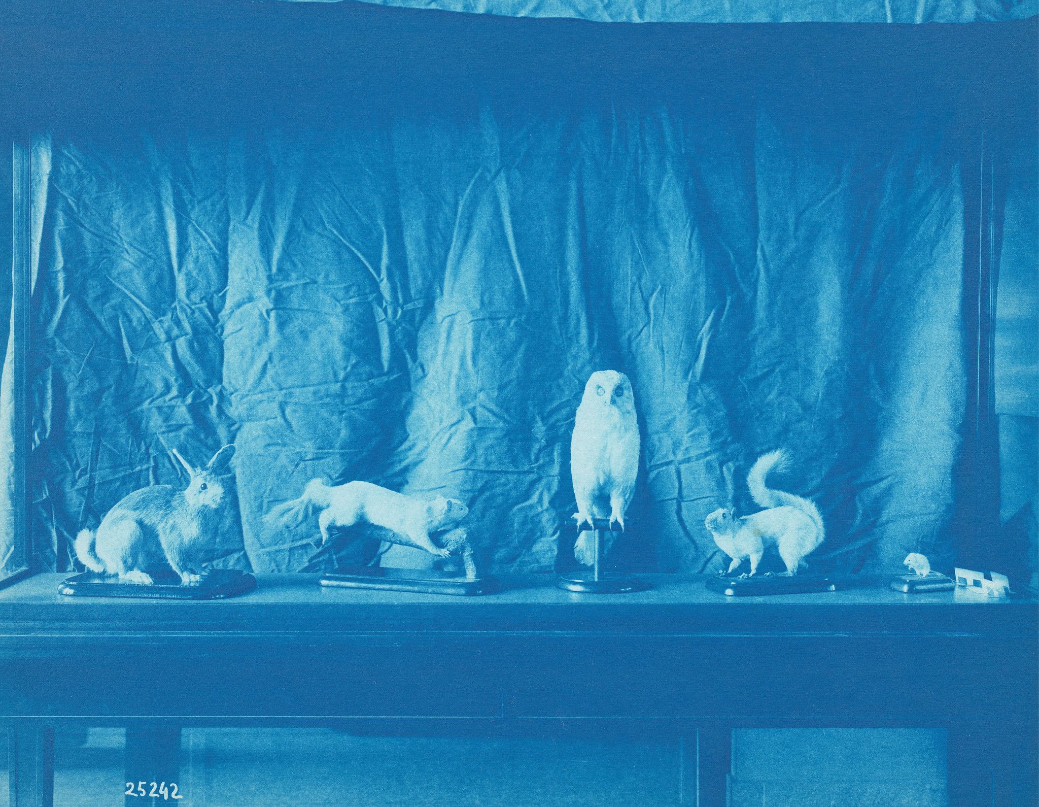 A display of taxidermied animals, including a hare, weasel, owl, and stoat, arranged on a shelf against a draped blue background.