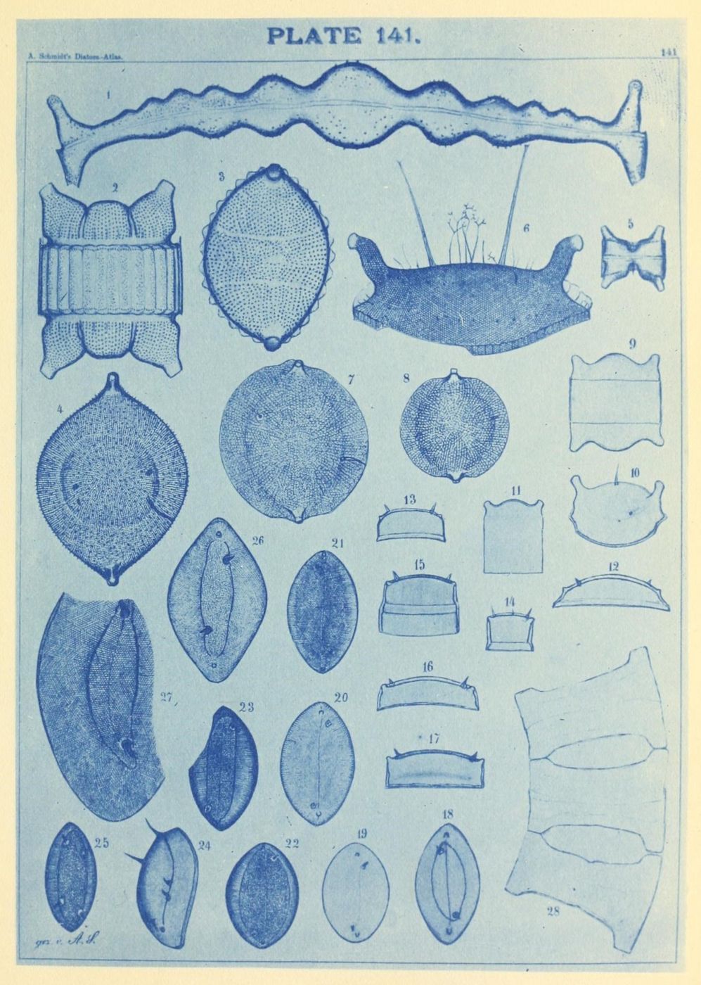 A vintage scientific illustration, Plate 141 from A. Schmidth's Diatoms Atlas, featuring detailed drawings of various diatoms numbered from 1 to 28.