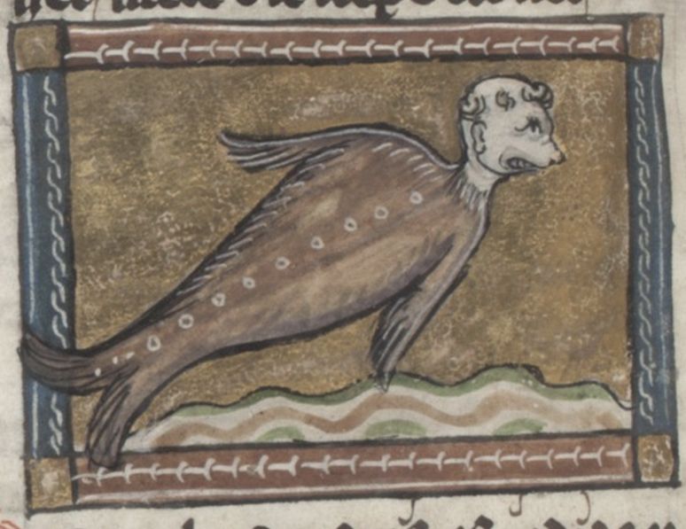 Medieval manuscript illumination of a seal with a human head swimming in water, framed by a decorative border.